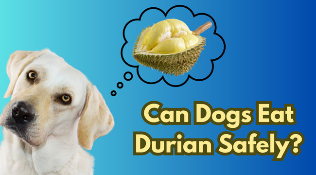 Should You Let Your Dog Eat Durian? Facts and Tips