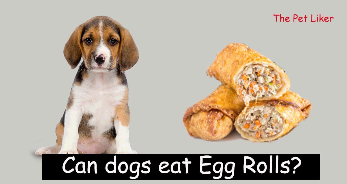 Should Dogs Eat Egg Rolls? Veterinary Insights
