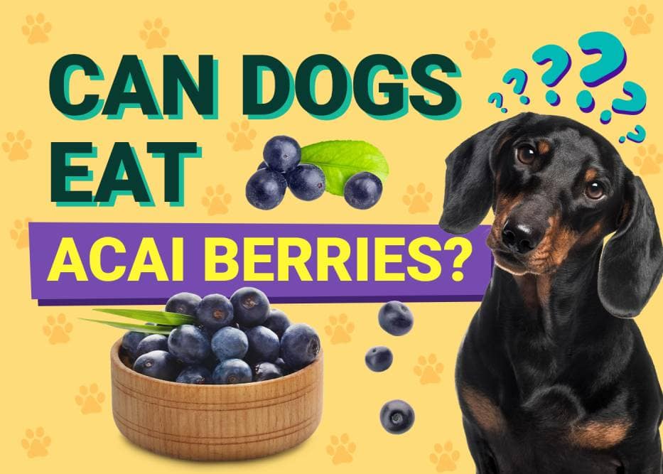 Acai for Dogs: Health Benefits and Potential Dangers