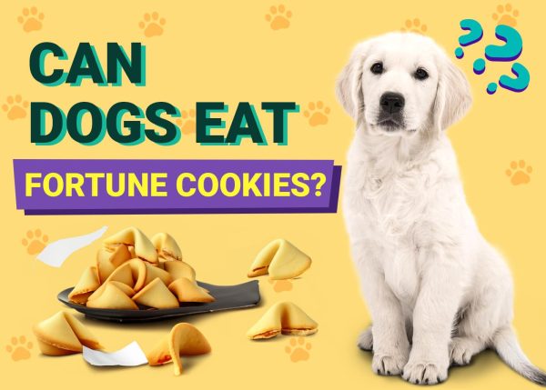 Exploring the Risks and Benefits: Dogs and Fortune Cookies