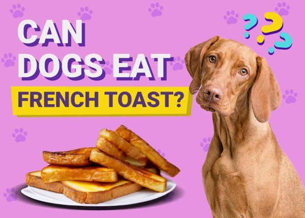 can-dogs-eat-french-toast-600x429