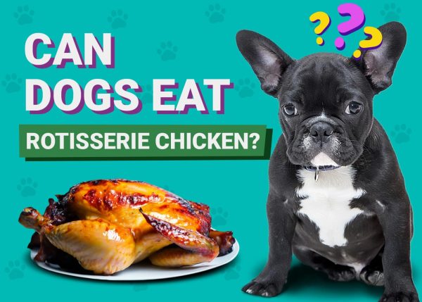 Can Dogs Enjoy Rotisserie Chicken? Expert Insights