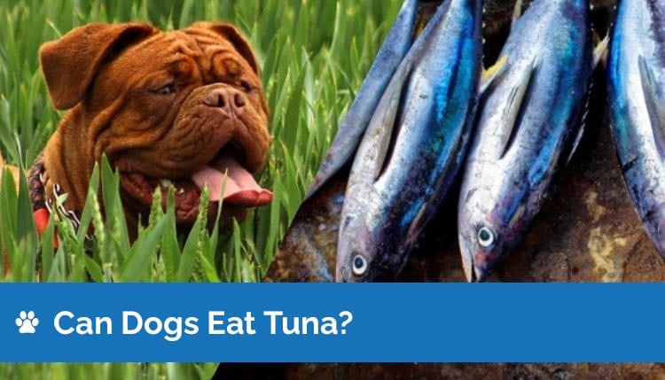 Can Dogs Have Tuna? Pros and Cons