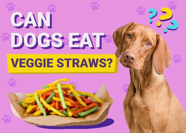 can-dogs-eat-veggie-straws-600x429