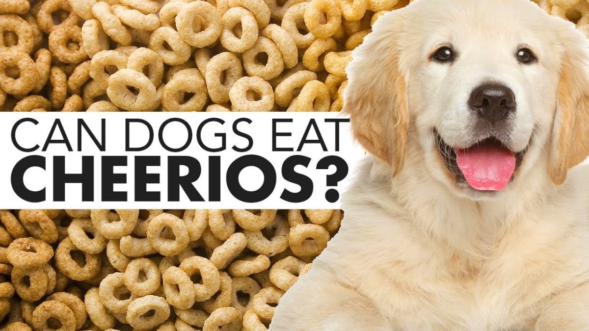 Feeding Cheerios to Dogs: Safe or Risky?
