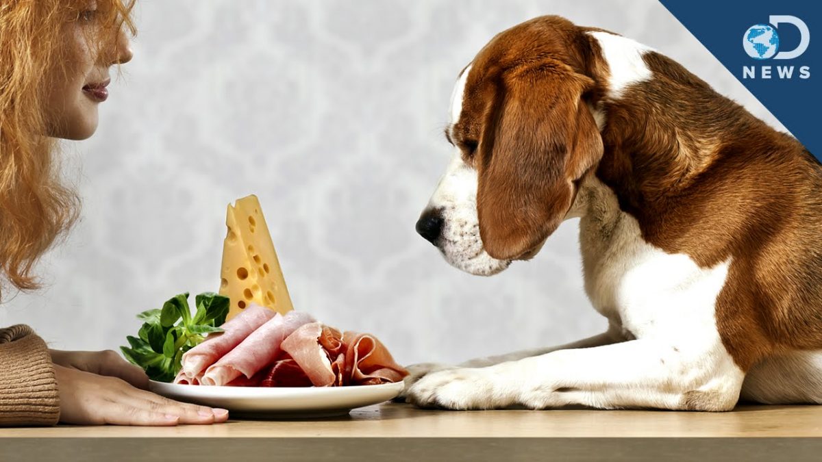 Feeding Dogs Human Food: What’s Safe and What’s Not