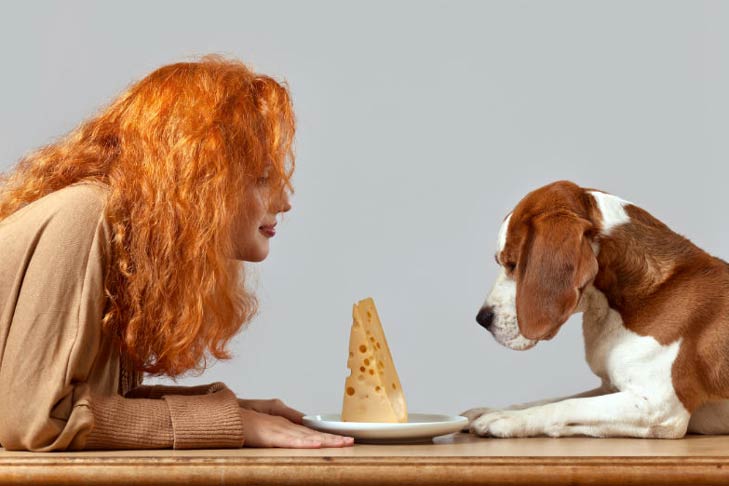 Can Dogs Enjoy Gouda Cheese? What You Need to Know