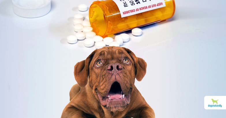 Trazodone for Dogs