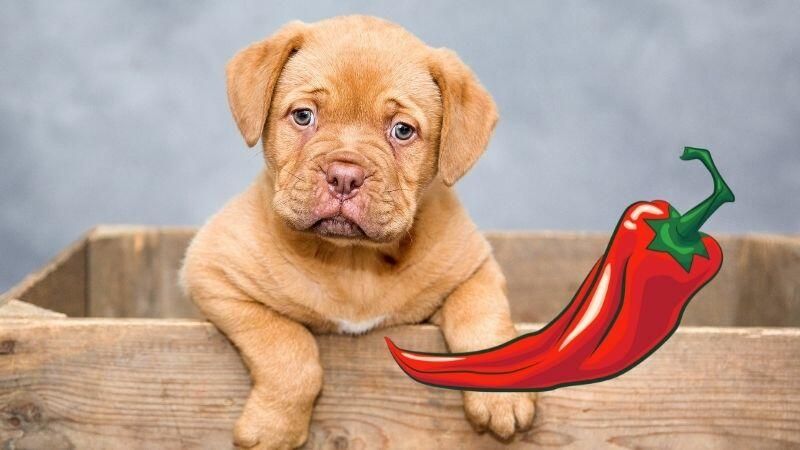 Are Spicy Foods Bad for Dogs? Find Out Here