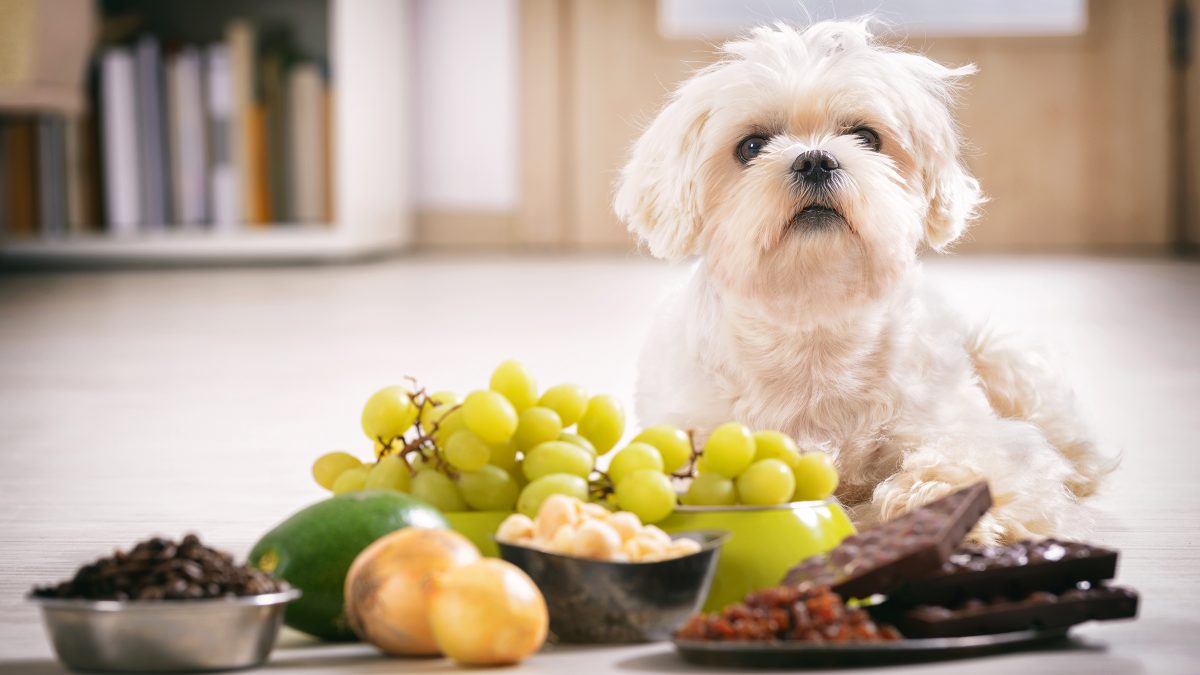 Toxic Treats: Human Foods Dogs Must Avoid
