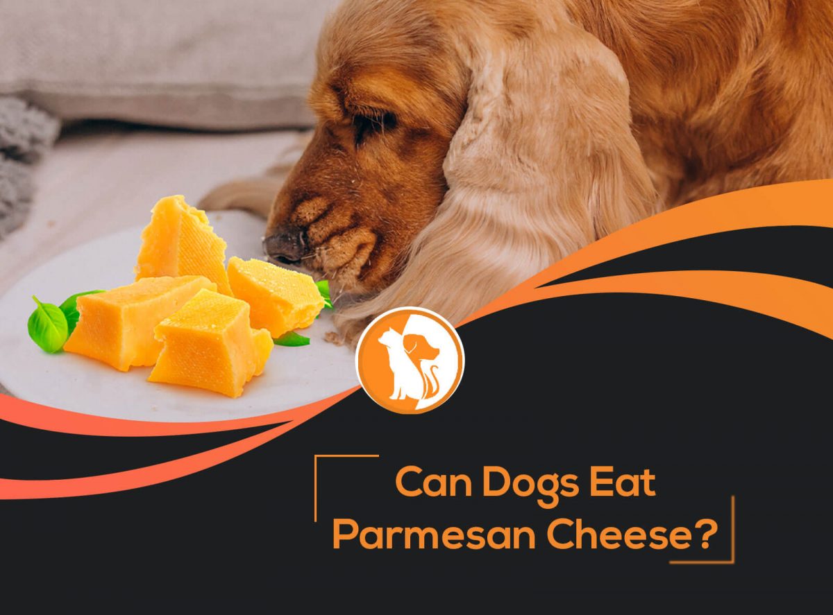 Can Dogs Eat Parmesan Cheese? What You Need to Know