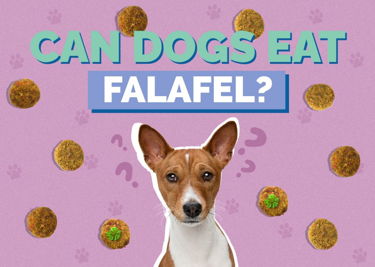 Is Falafel Safe for Dogs? What You Need to Know