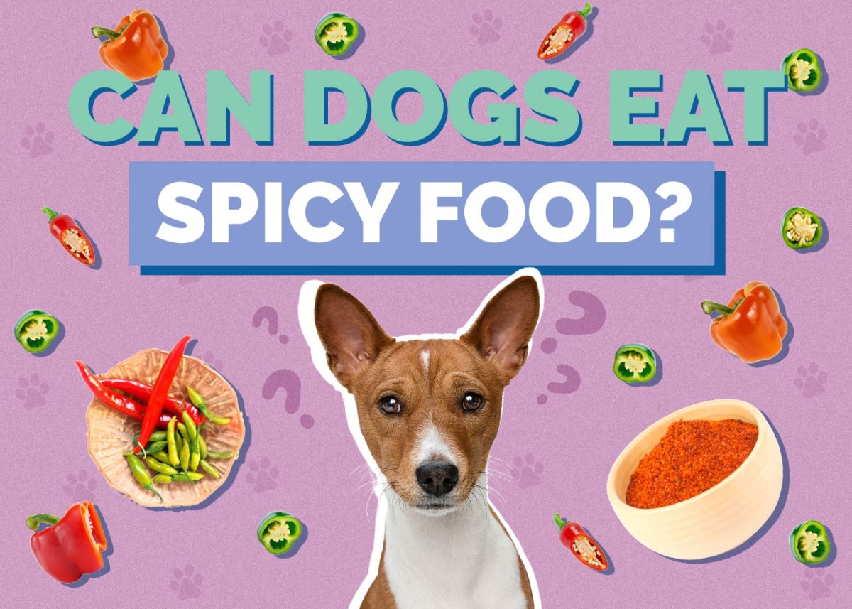 Can Dogs Eat Spicy Food? Risks and Alternatives