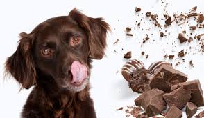 Chocolate Toxicity in Dogs Calculator: Find Out the Risk Instantly