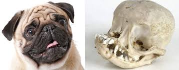 The Evolution of the Pug Skull: History and Development