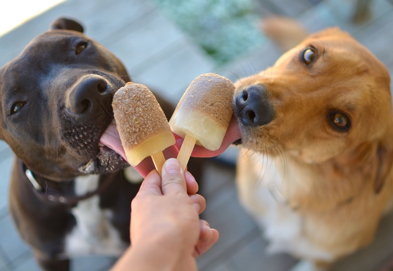 Can Dogs Eat Ice Pops? Keep Your Dog Cool with These Safe Tips