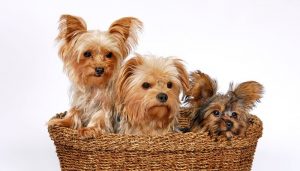 Tips To Keeping Your Yorkie Happy And Healthy