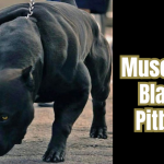 How to Make Your Pitbull Muscular: A Guide for Pitbull Owners