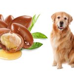 Is Argan Oil Safe for Dogs?