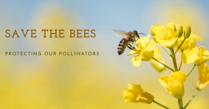 The Vital Role of Bees in Our Ecosystem: Protecting Our Pollinators