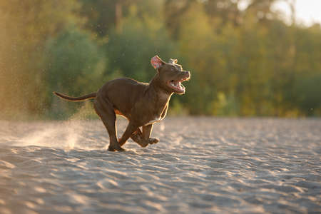 155761642-cane-in-spiaggia-pitbull-terrier-attivo-che-corre-sulla-sabbia-animale-domestico-in-estate