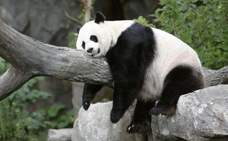 dau17tr3t6-grosso-panda-che-dorme-sul-tronco-buongiorno_b