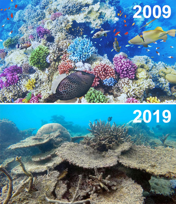 sad-10-year-challenge-nature-memes-34-5c48444dce158__700