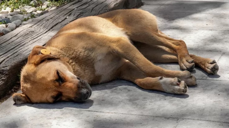 accoltellato-cane-crispiano