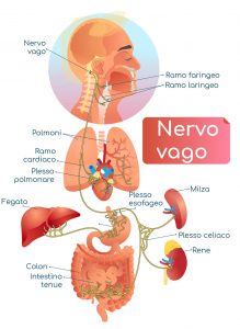 nervo-vago-1