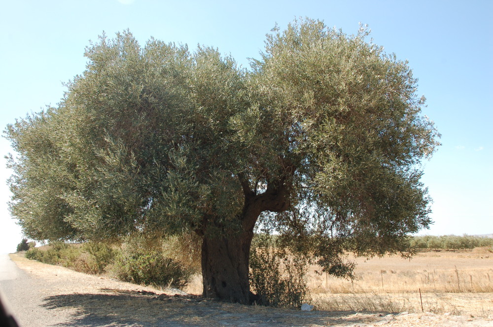 Un albero di senapa