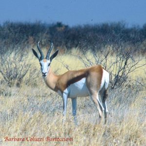 Un impala nell'ambiente tipico della zona centro-settentrionale del Kalahari.