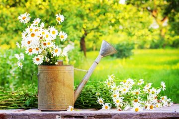 La primavera è il tempo di Kapha. Cosa significa questo per la tua dieta e il tuo stile di vita. Come mantenere l'equilibrio