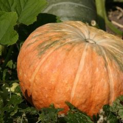 Zucca, semi di zucca, olio di zucca, succo di zucca, ricette di zucca, porridge di zucca