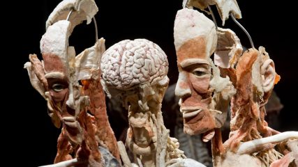 Plastinarium - un museo di corpi conservati