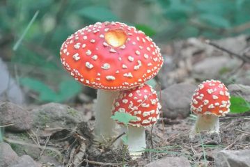 Microdosaggio di amanita rossa, è pericoloso, effetti collaterali, danni alla salute