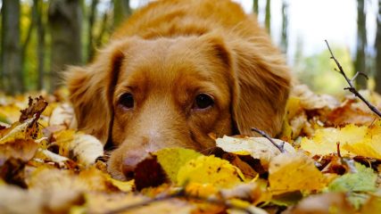 Come affrontare la depressione autunnale