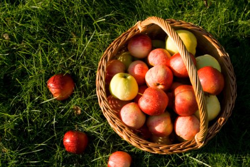 Basket with apples in afternoon sun.