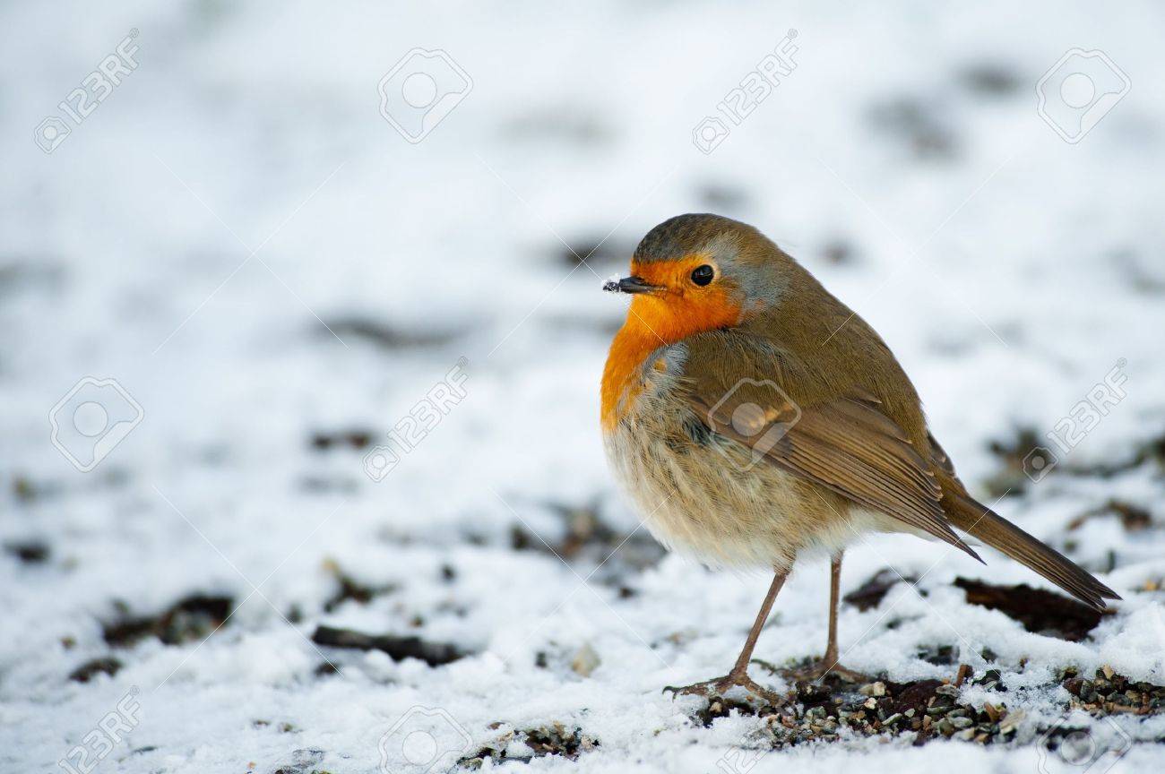 6242232-cute-robin-on-snow-in-winter-erithacus-rubecula-