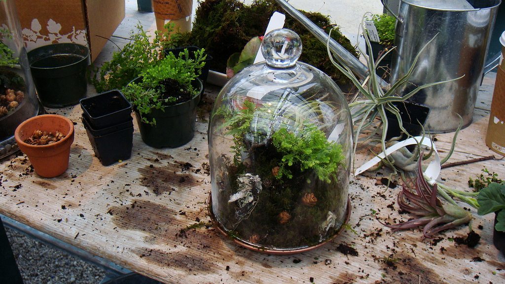 Everything you need to know about setting up a terrarium