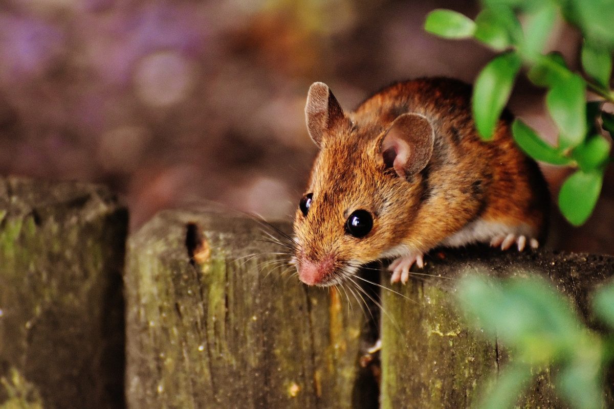 Control Rats and mice to prevent illness