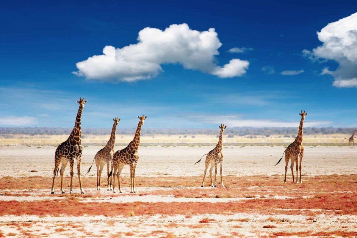 Best adventures around Namibia Safari Tours