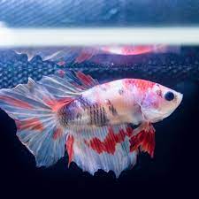 Can Avatar Betta Fish Live with Other Fish in a Community Tank?