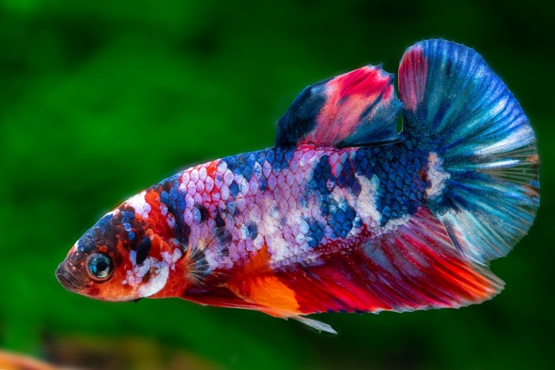 Galaxy Koi Betta Fish: An Overview