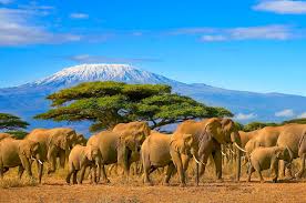 The Big Five Quest: Unveiling Kenya’s Iconic Wildlife