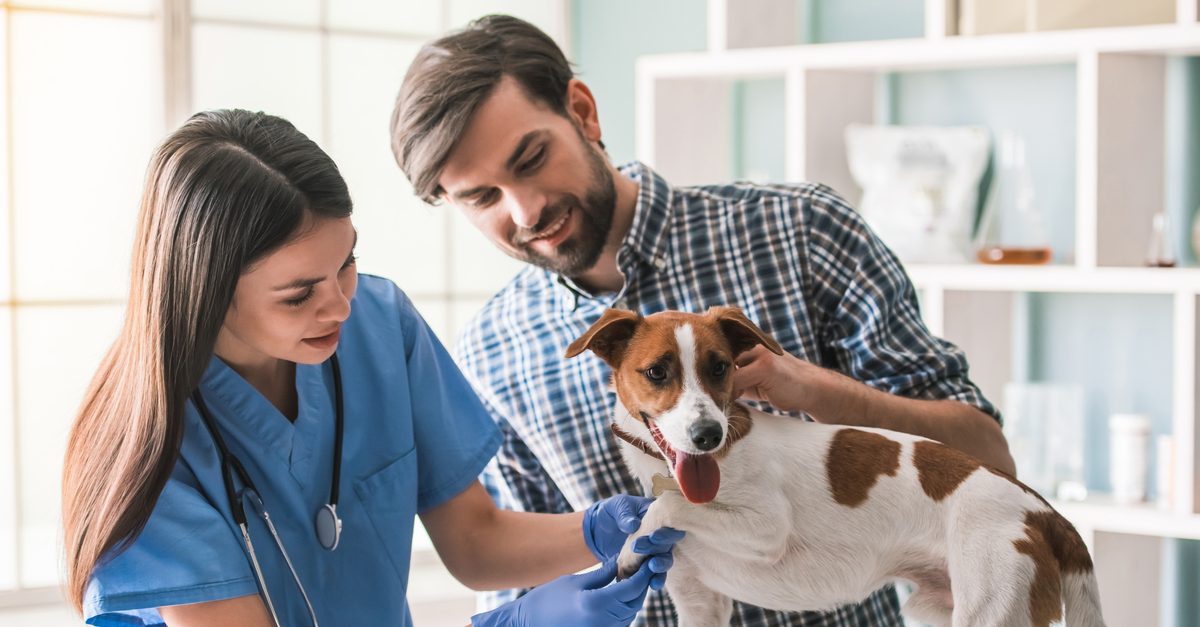 The Vital Importance Of Regular Checkups For Pets