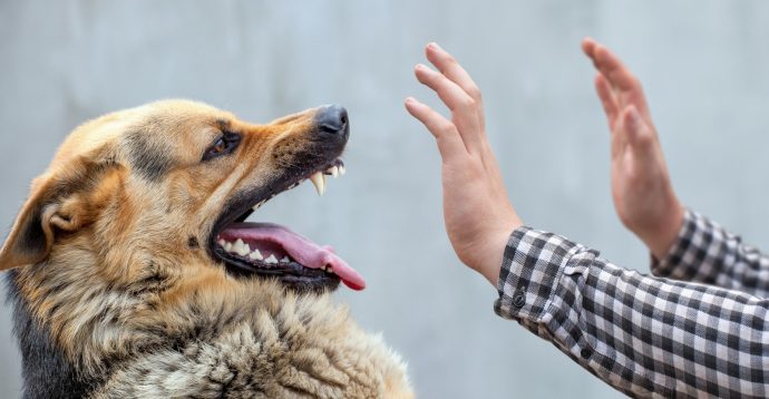 Why Should You Hire A Lawyer For A Dog Bite Case?