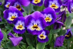 Viola-flowers-1084983_1920-5894c5563df78caebce06cfc