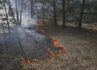 Forest fire at exclusion zone around Chernobyl nuclear power plant