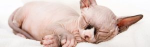 hairless kitten