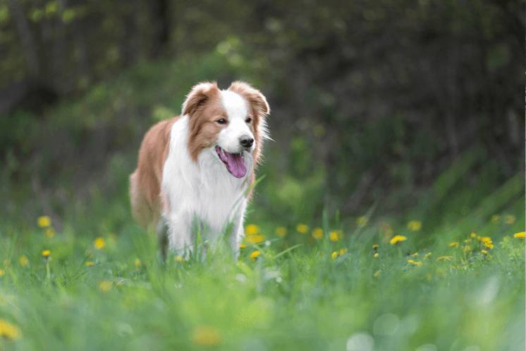 Considerations Before Choosing a Dog Breed